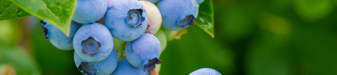 Productores de arándanos