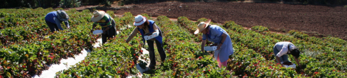 Sector agrícola